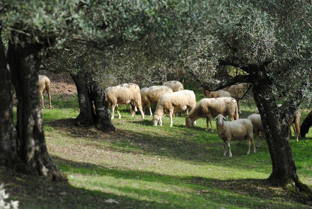 Country House Villa Poggiolo ペルージャ エクステリア 写真